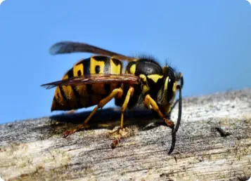 closeup of hornet
