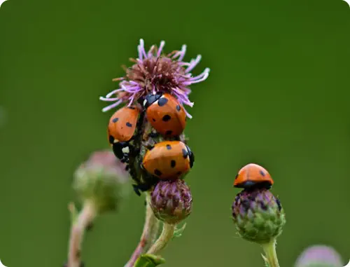 ladybugs on flower