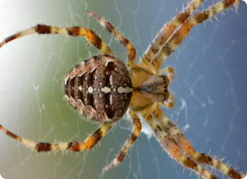 spider on spiderweb