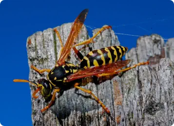 closeup of wasp